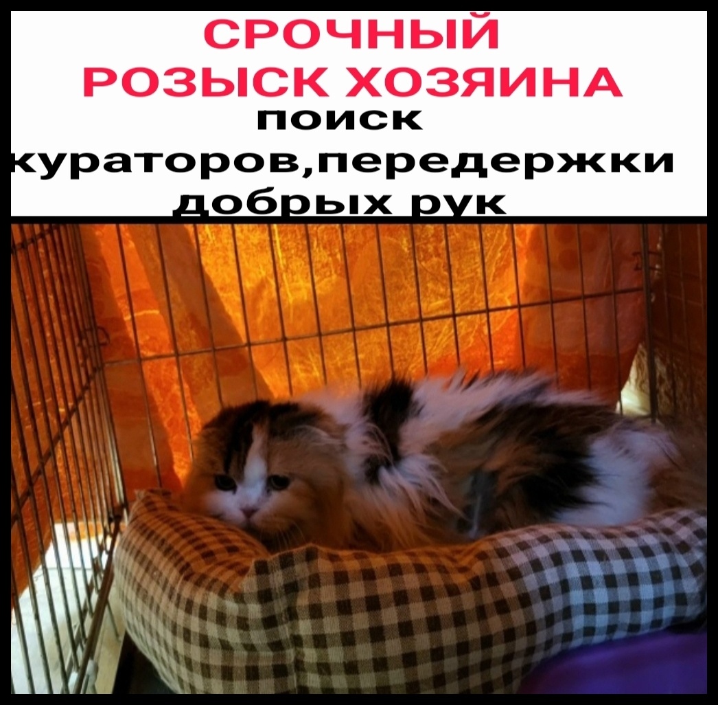 Найдена собака в Мурманске — фото объявления