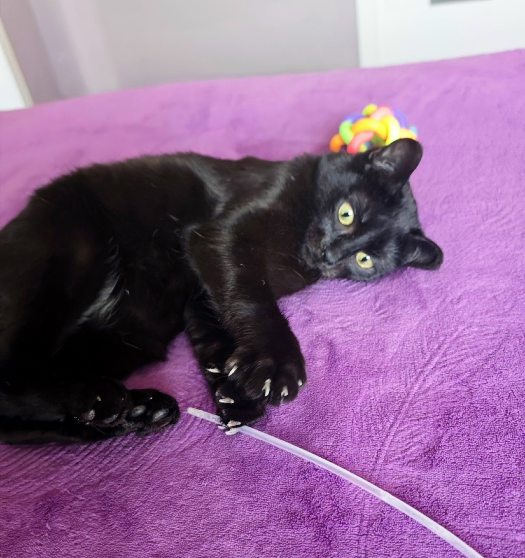 Пропала кошка в Мурманске — фото объявления