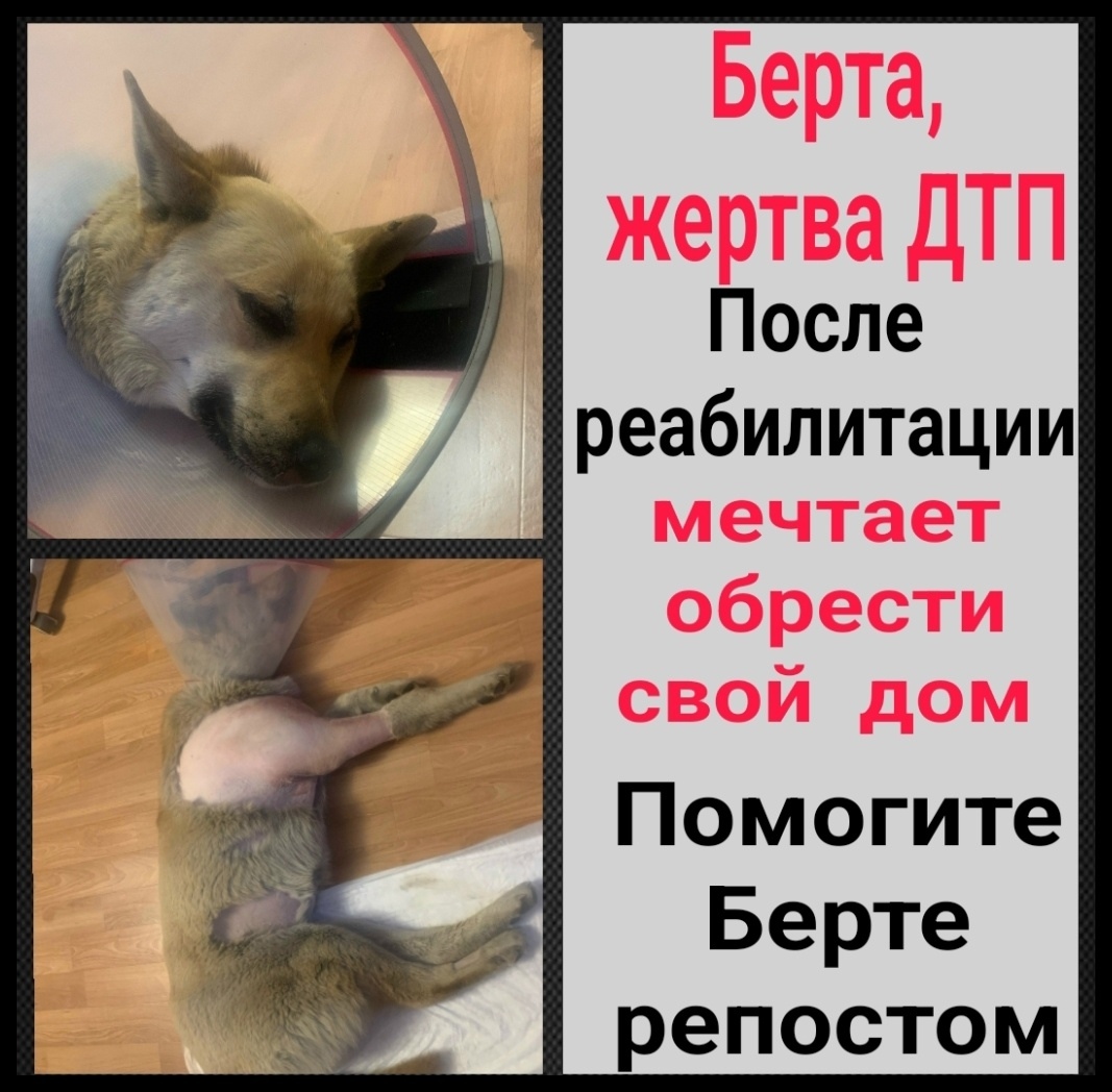 Найдена собака в Мурманске — фото объявления