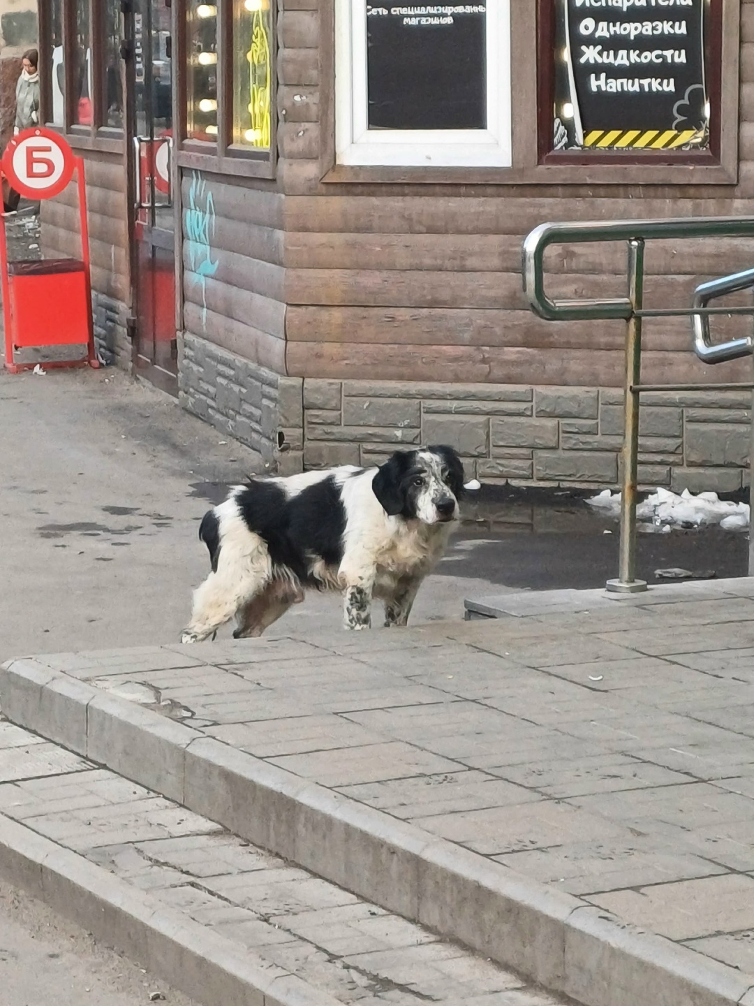 Пропала собака в Мурманске — фото объявления