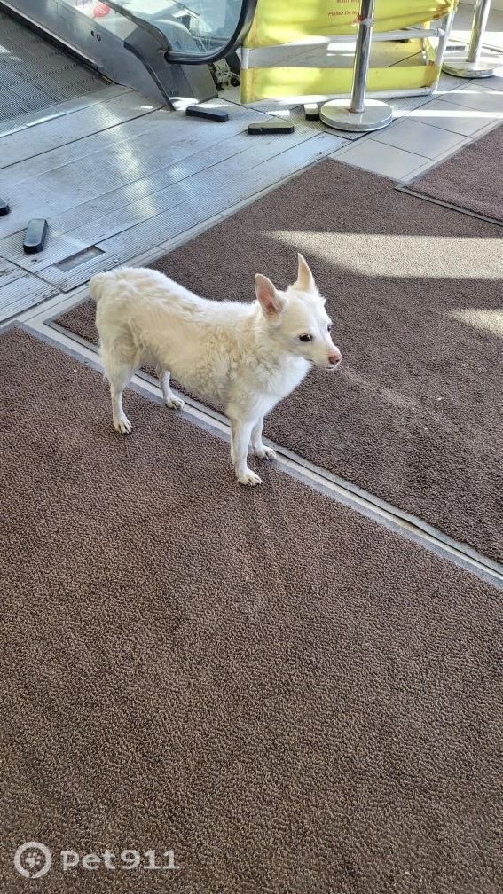 Найдена собака в Мурманске — фото объявления