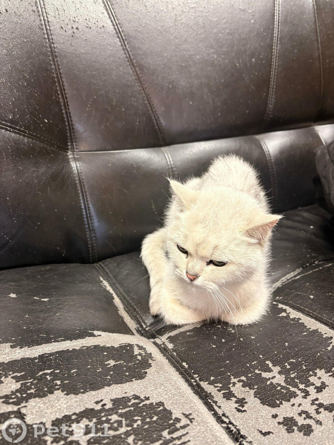 Найдена собака в Мурманске — фото объявления