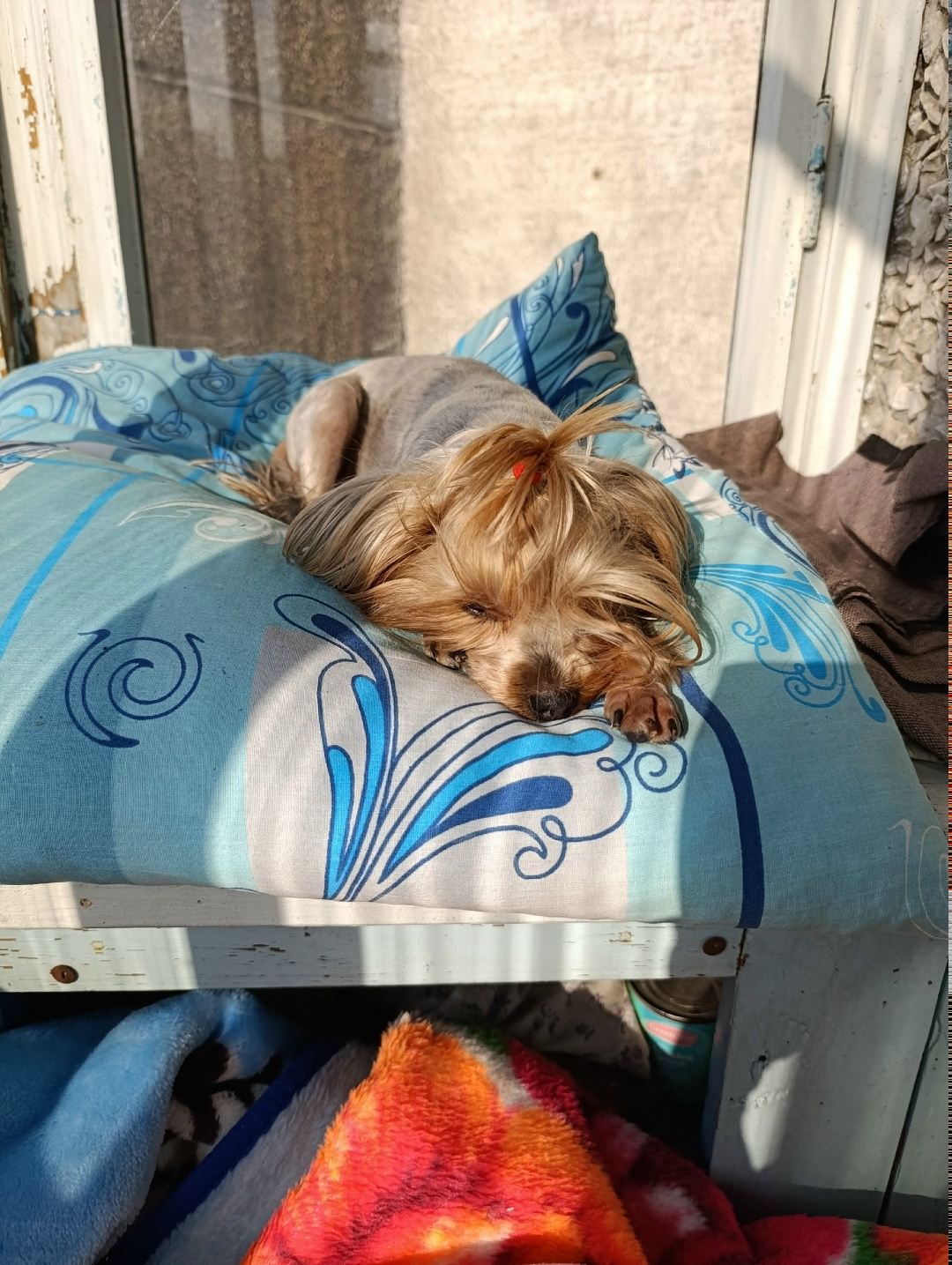 Пропала собака в Мурманске — фото объявления