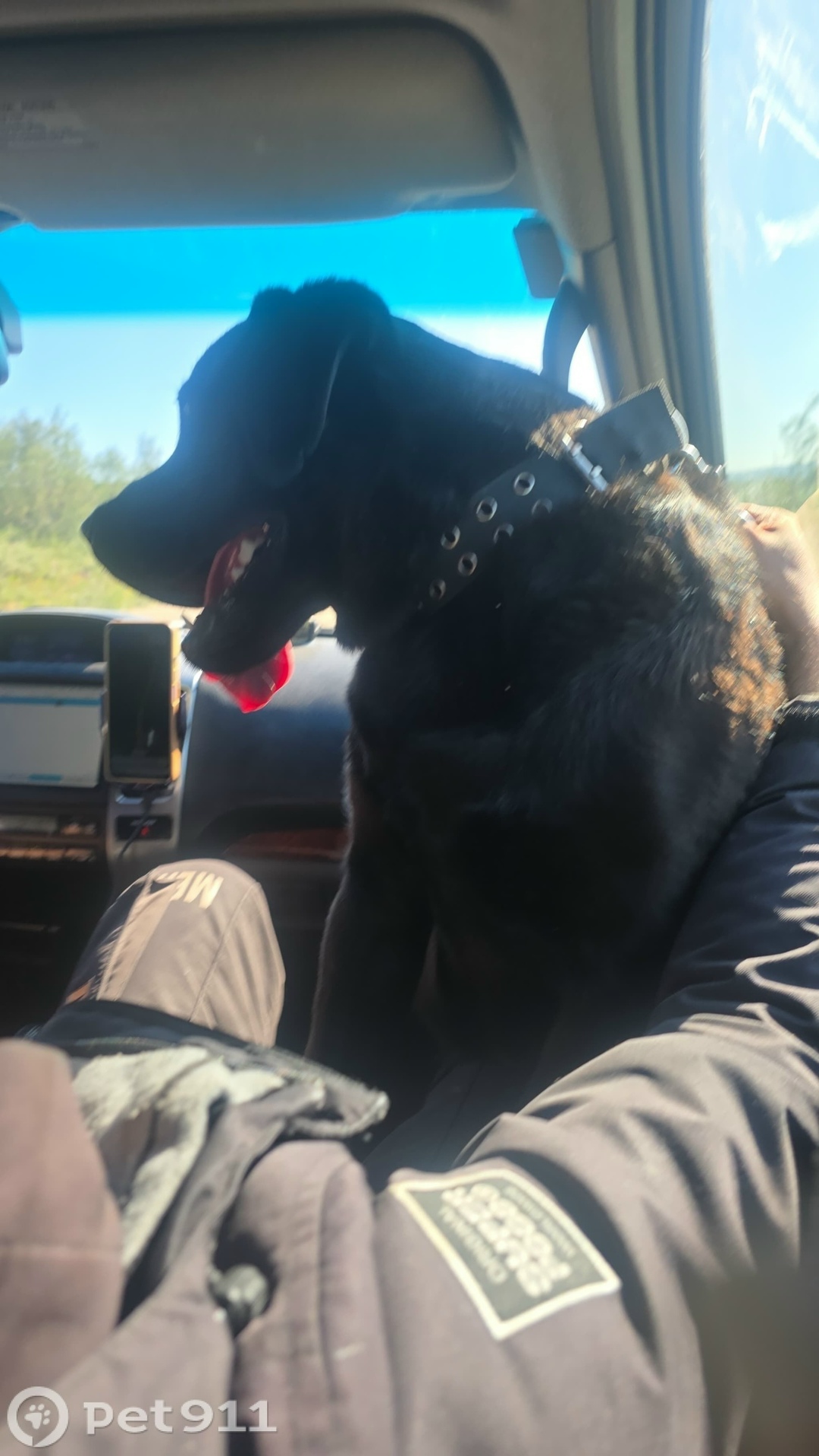 Найдена собака в Мурманске — фото объявления