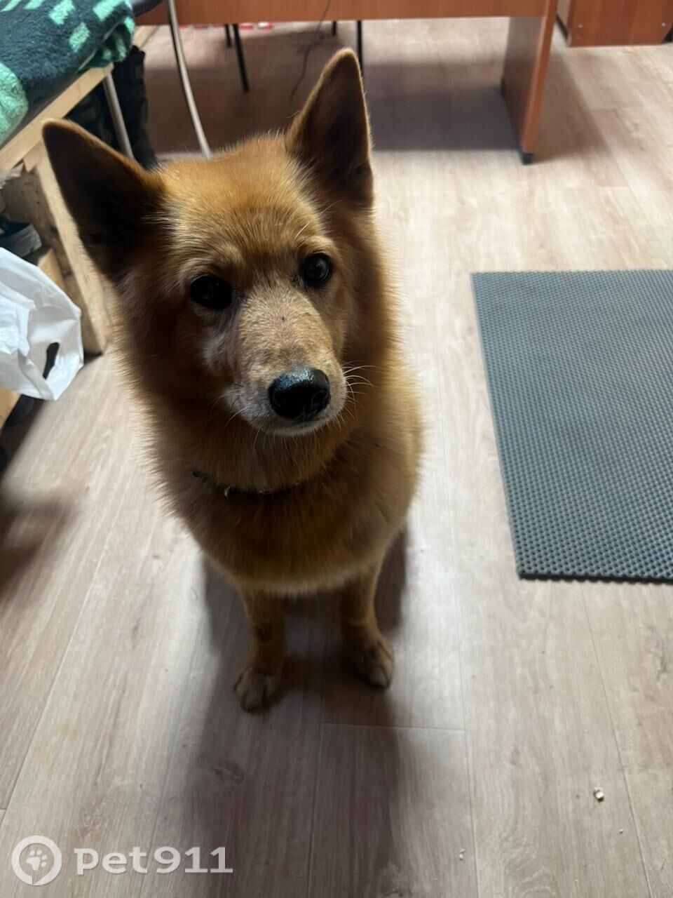 Найдена собака в Мурманске — фото объявления