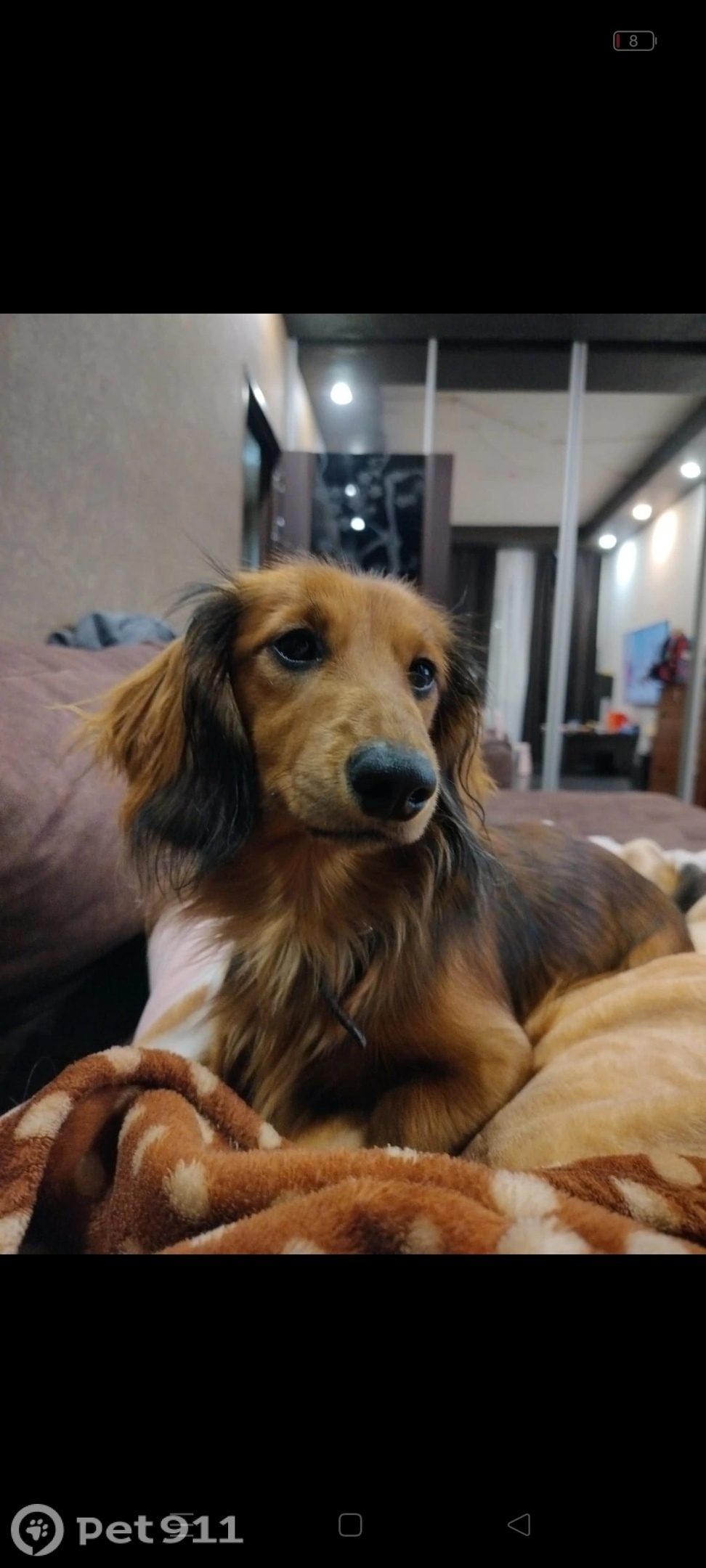 Пропала собака в Мурманске — фото объявления