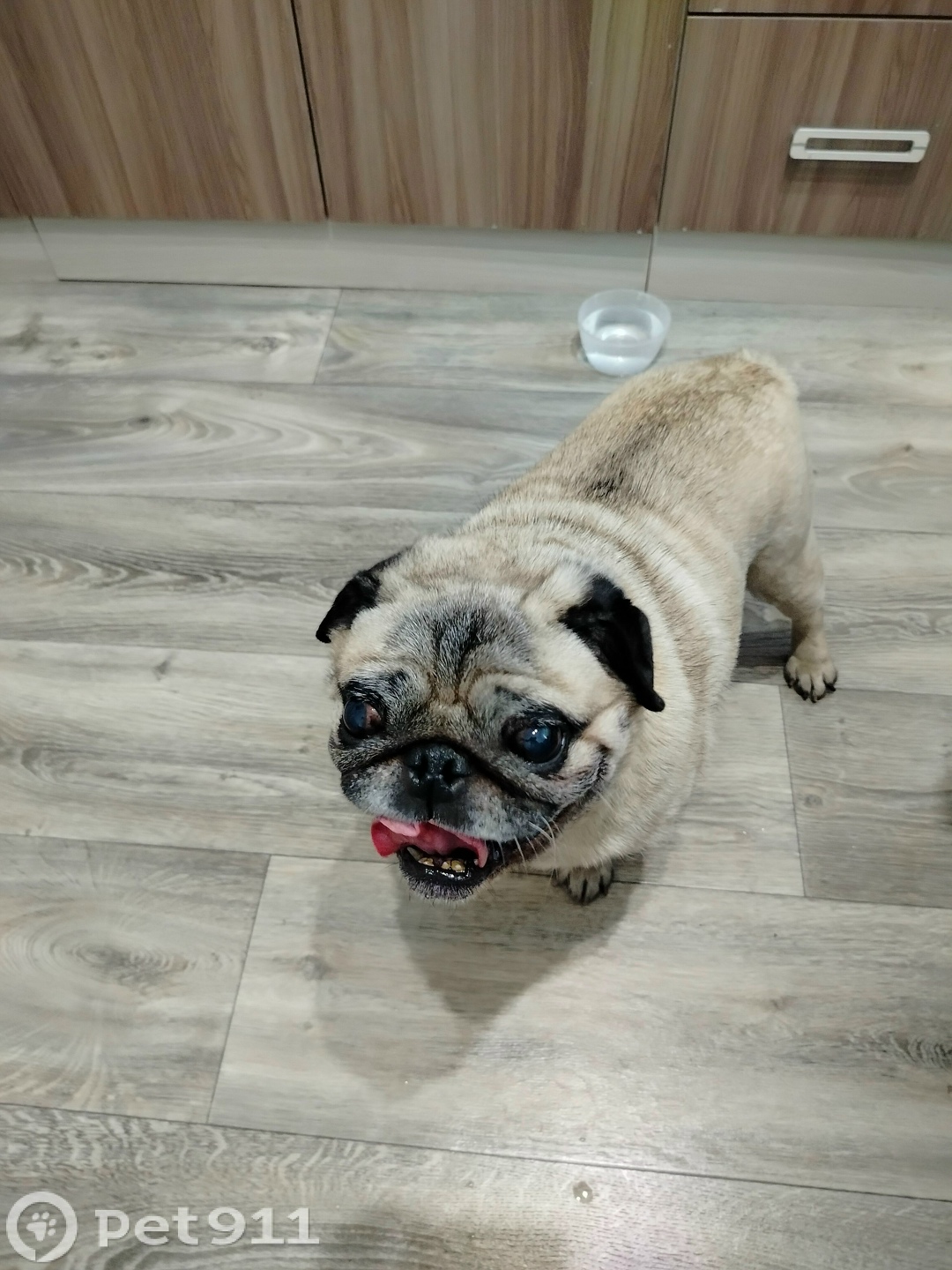 Найдена собака в Мурманске — фото объявления