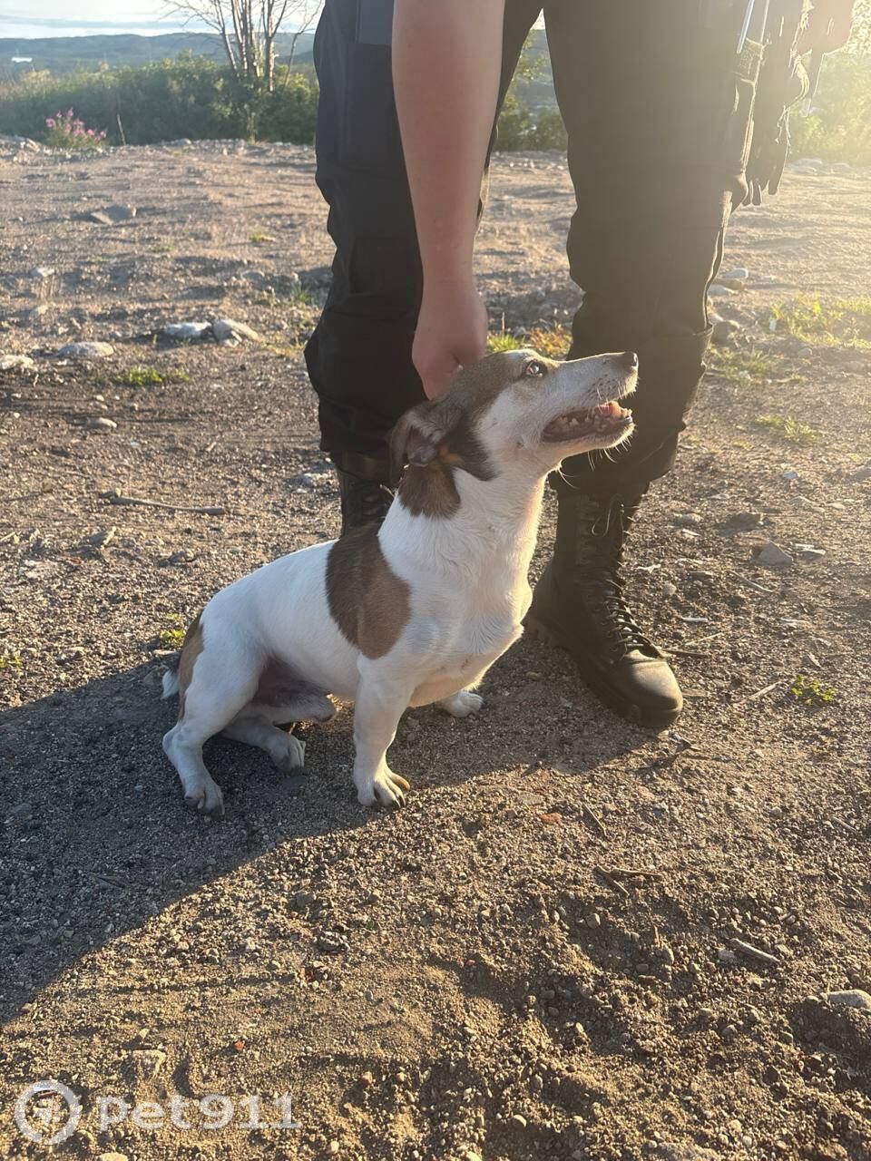 Найдена собака в Мурманске — фото объявления