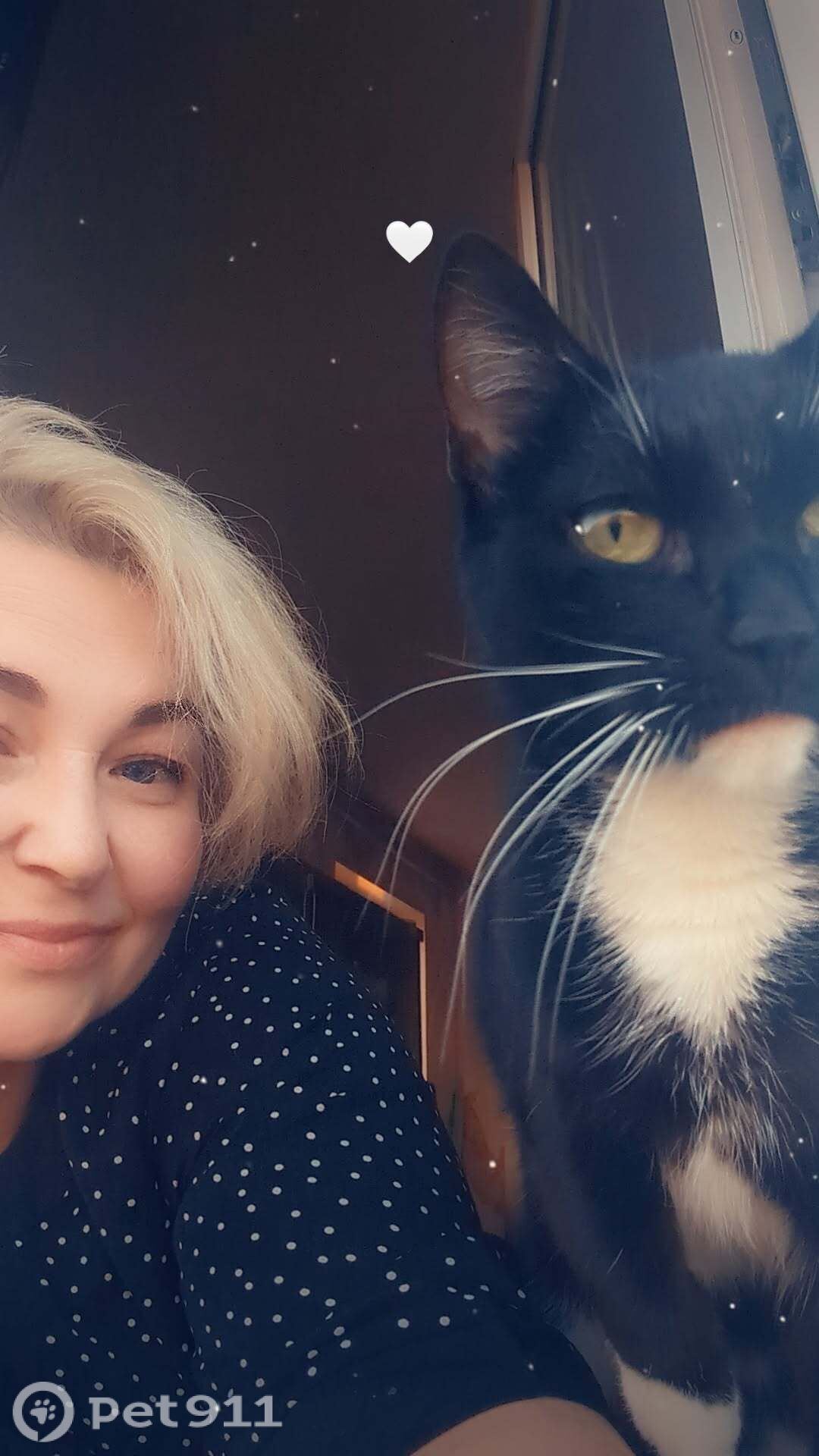 Пропала кошка в Мурманске — фото объявления