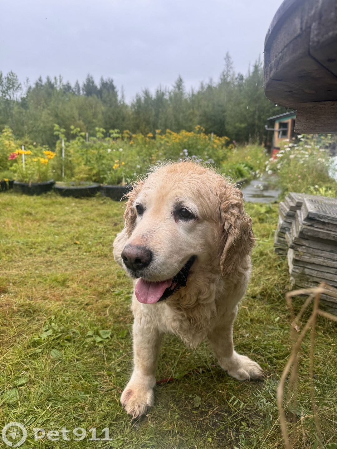 Найдена собака в Мурманске — фото объявления