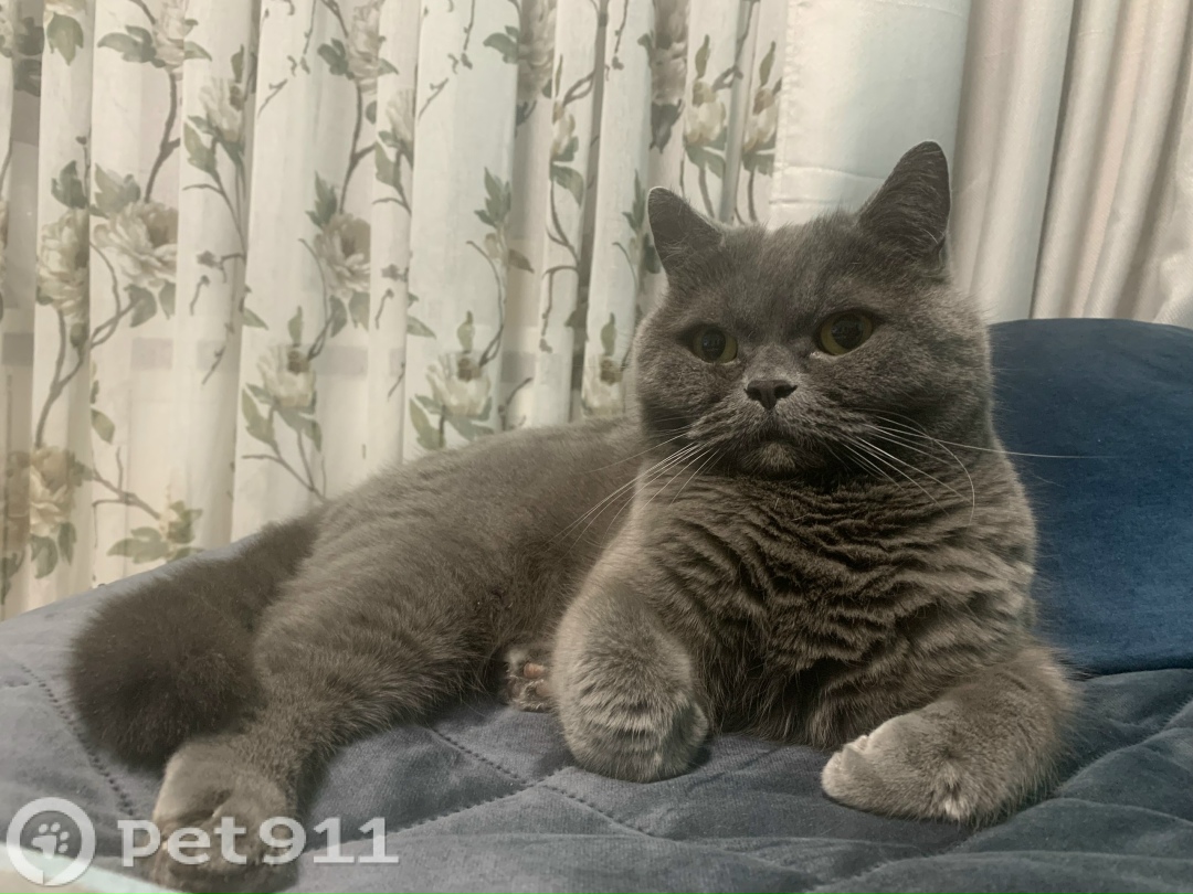 Пропала кошка в Мурманске — фото объявления