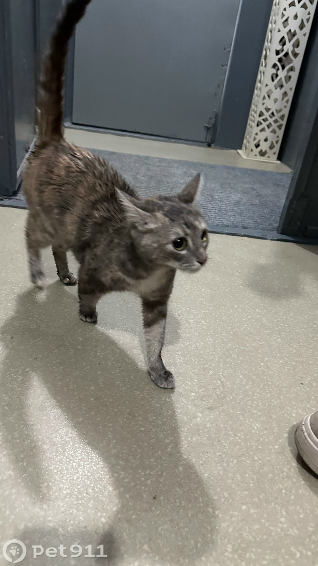 Найдена кошка в Мурманске — фото объявления