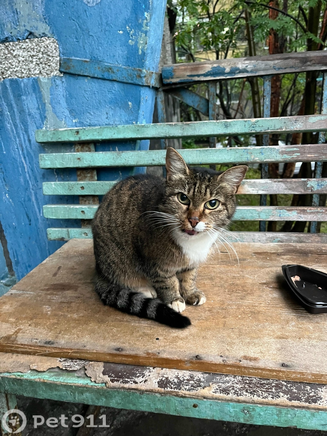 Найдена кошка в Мурманске — фото объявления