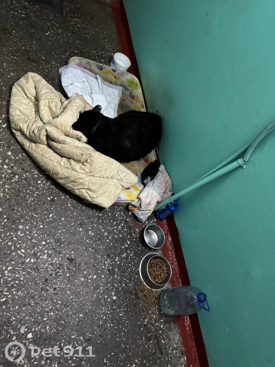 Найдена собака в Мурманске — фото объявления