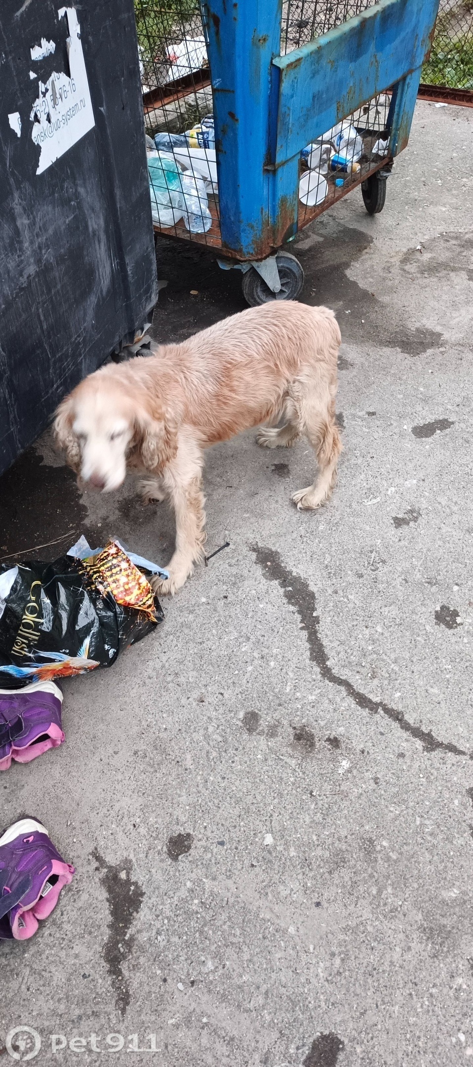 Найдена собака в Мурманске — фото объявления