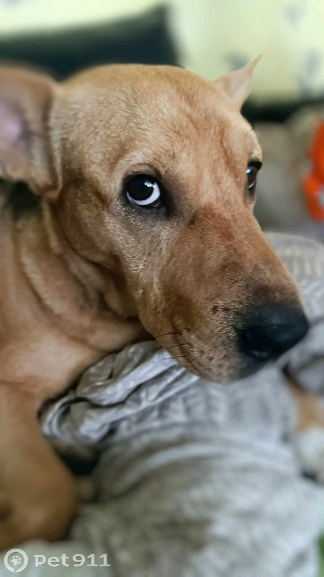 Пропала собака в Мурманске — фото объявления