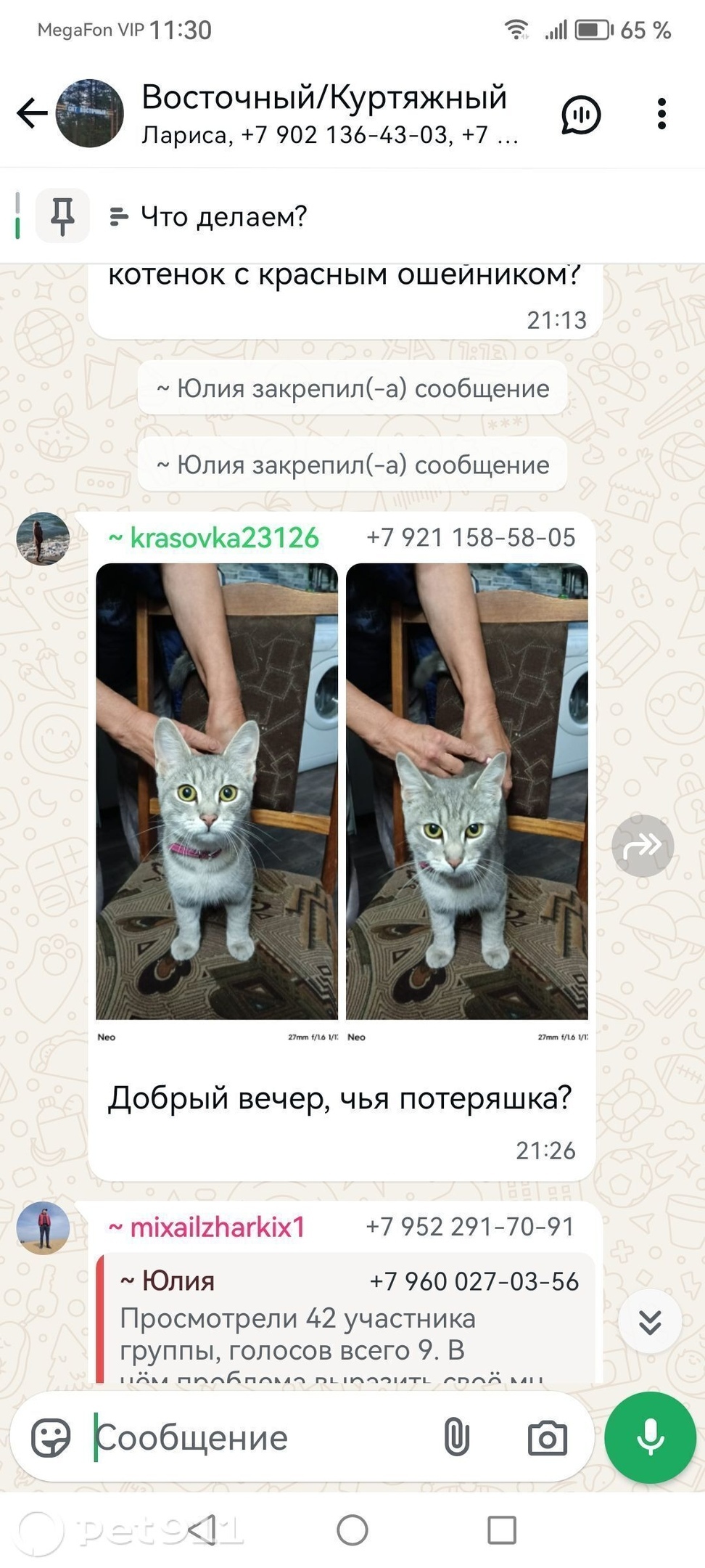 Найдена кошка в Мурманске — фото объявления