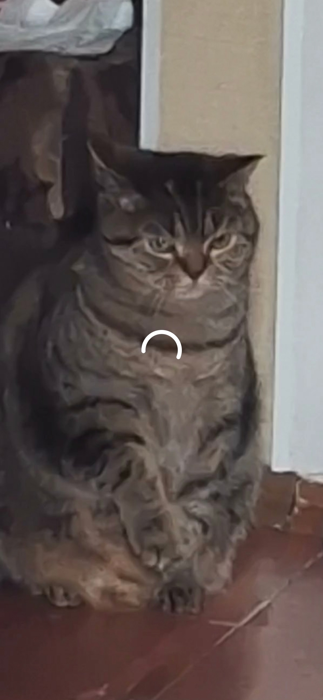 Пропала кошка в Мурманске — фото объявления