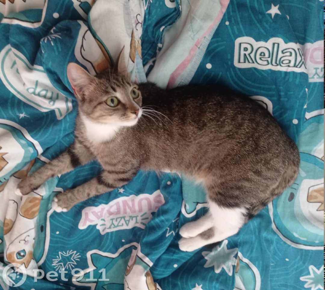 Пропала собака в Мурманске — фото объявления