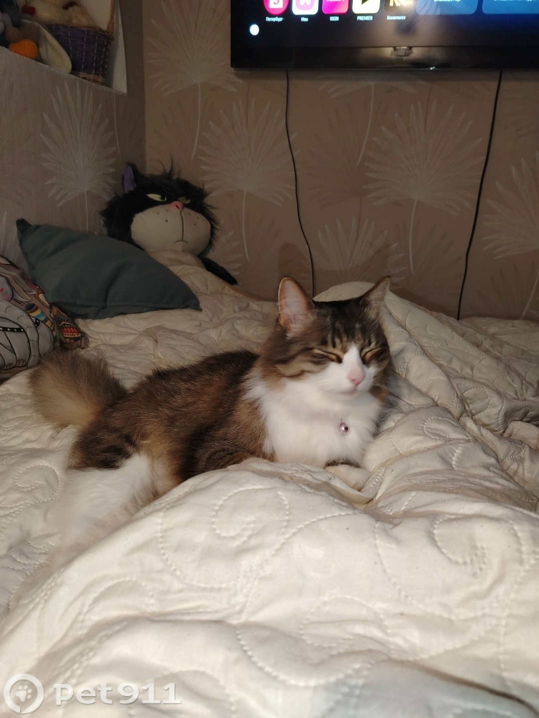 Найдена кошка в Мурманске — фото объявления