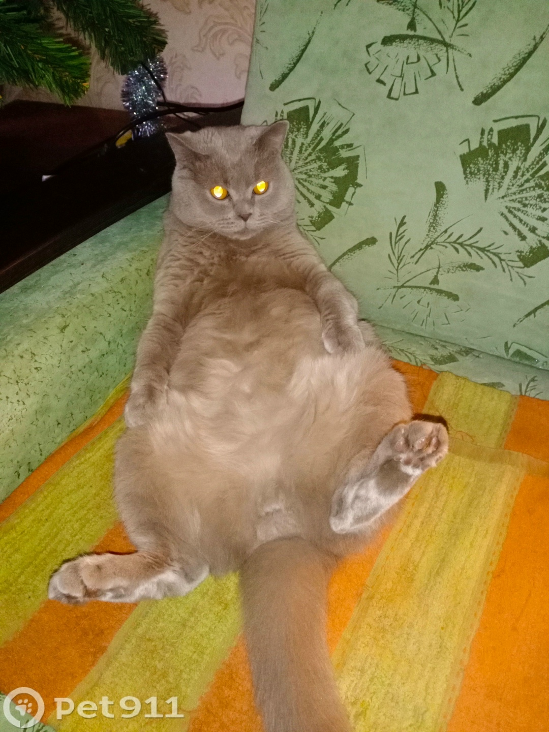 Пропала кошка в Мурманске — фото объявления