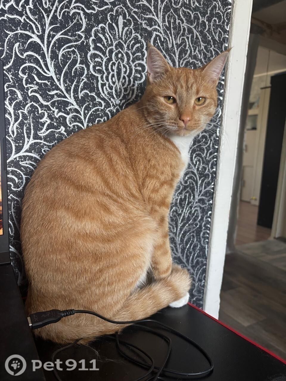 Пропала кошка в Мурманске — фото объявления