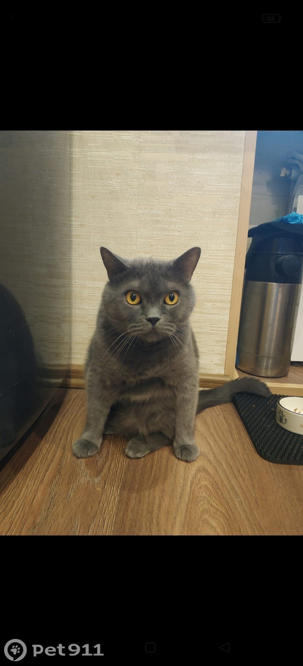 Пропала кошка в Мурманске — фото объявления