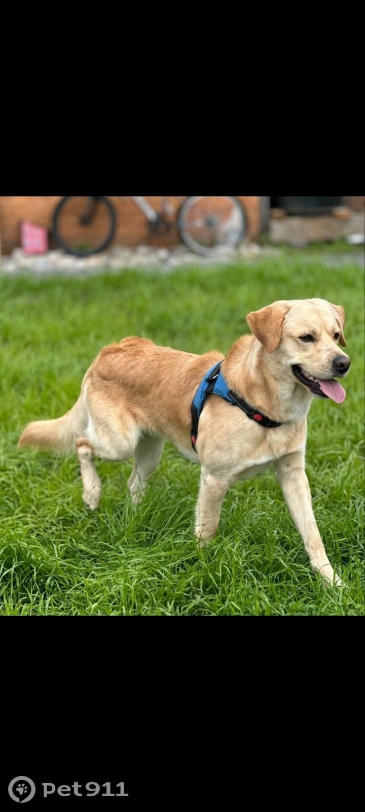 Пропала собака в Мурманске — фото объявления