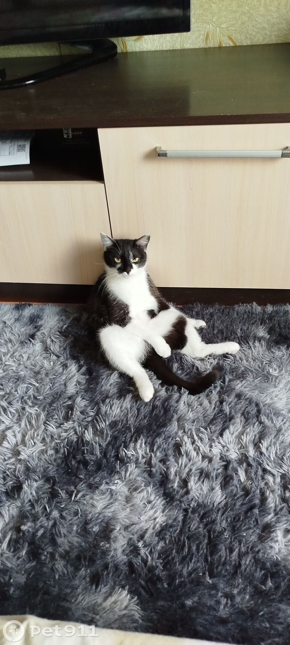 Найдена кошка в Мурманске — фото объявления