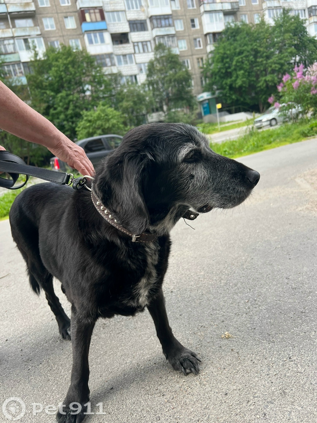 Найдена собака в Мурманске — фото объявления