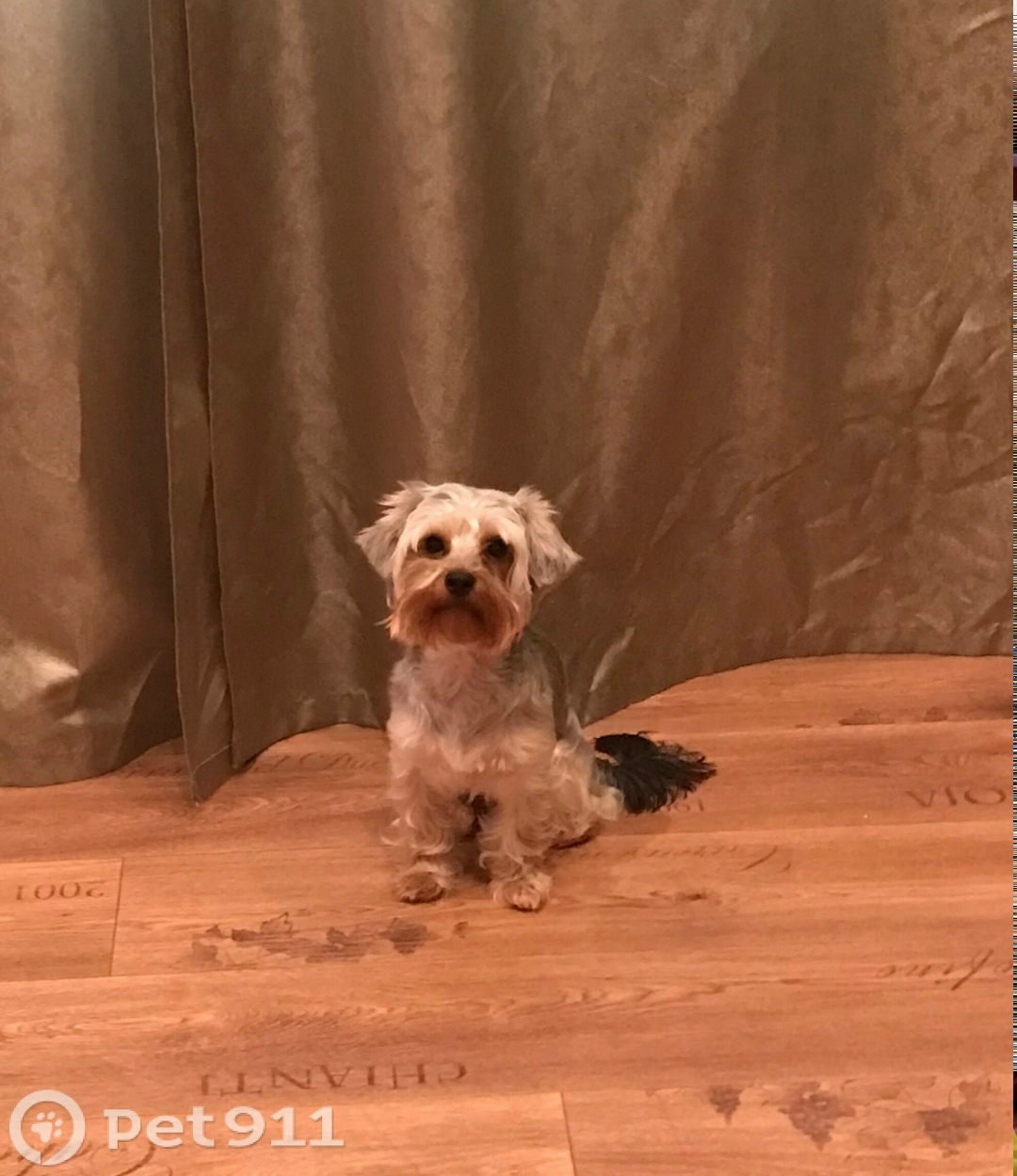 Пропала собака в Мурманске — фото объявления