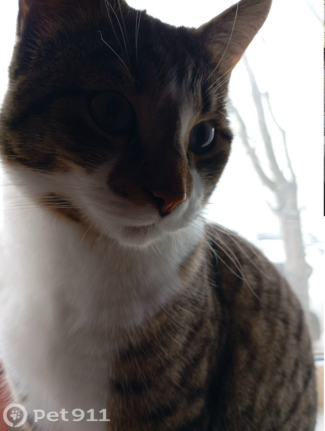 Пропала кошка в Мурманске — фото объявления