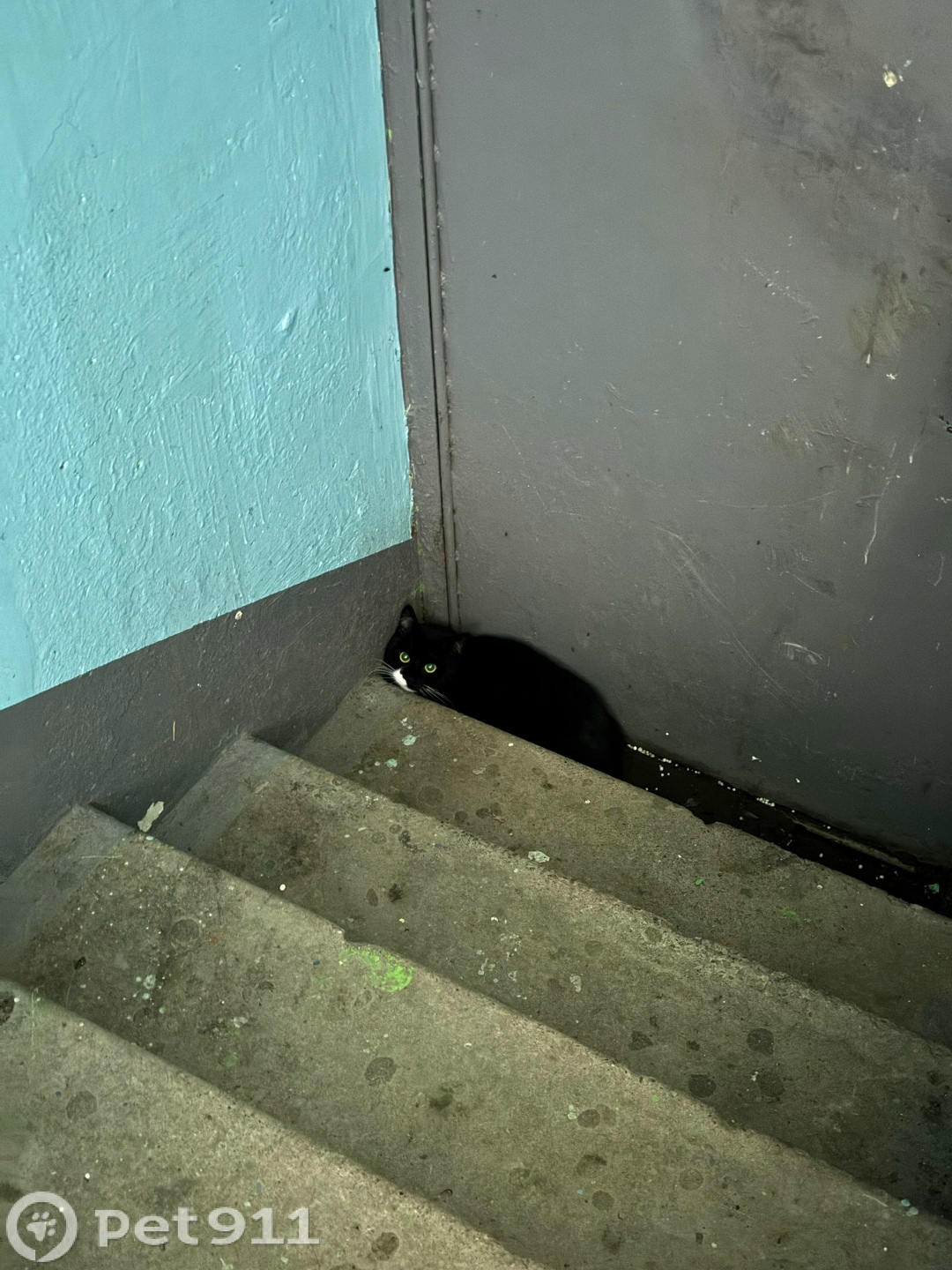 Найдена кошка в Мурманске — фото объявления