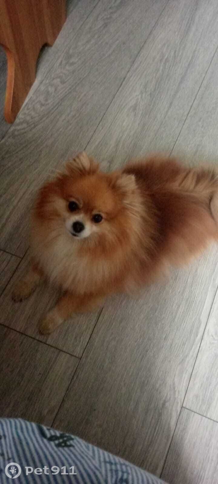 Пропала собака в Мурманске — фото объявления