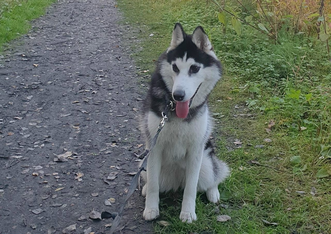 Пропала собака в Мурманске — фото объявления