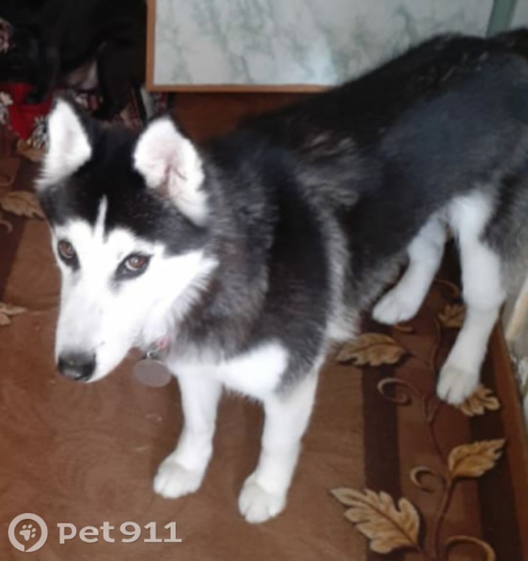 Пропала собака в Мурманске — фото объявления