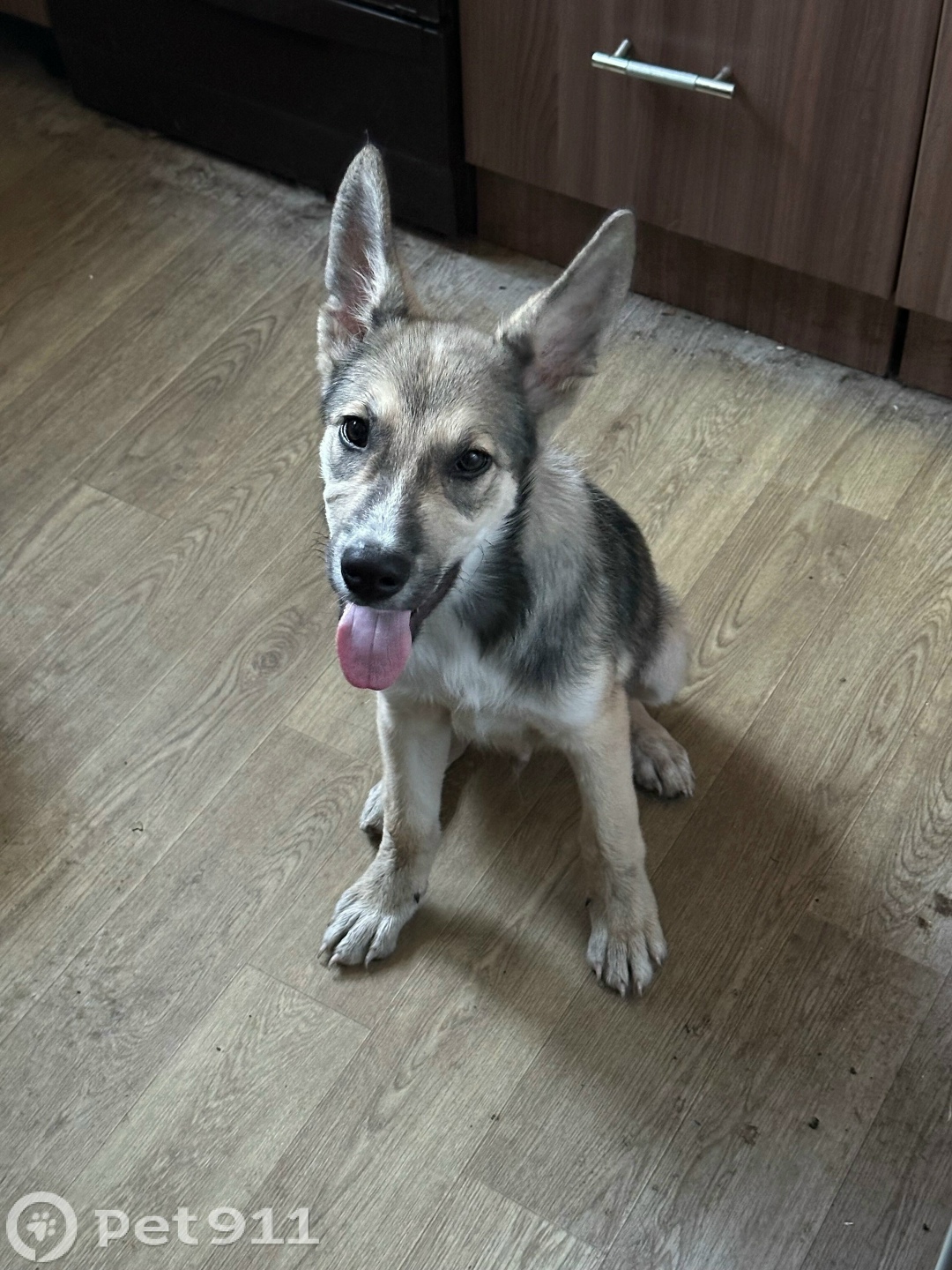 Найдена собака в Мурманске — фото объявления