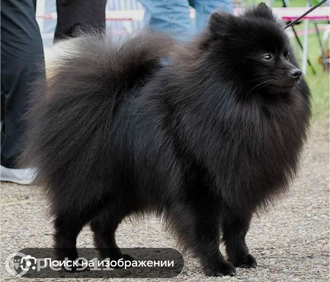 Пропала собака в Мурманске — фото объявления