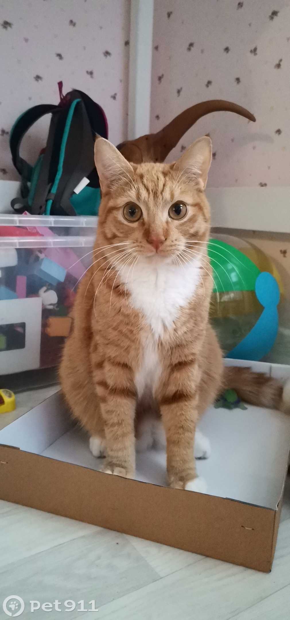 Пропала кошка в Мурманске — фото объявления