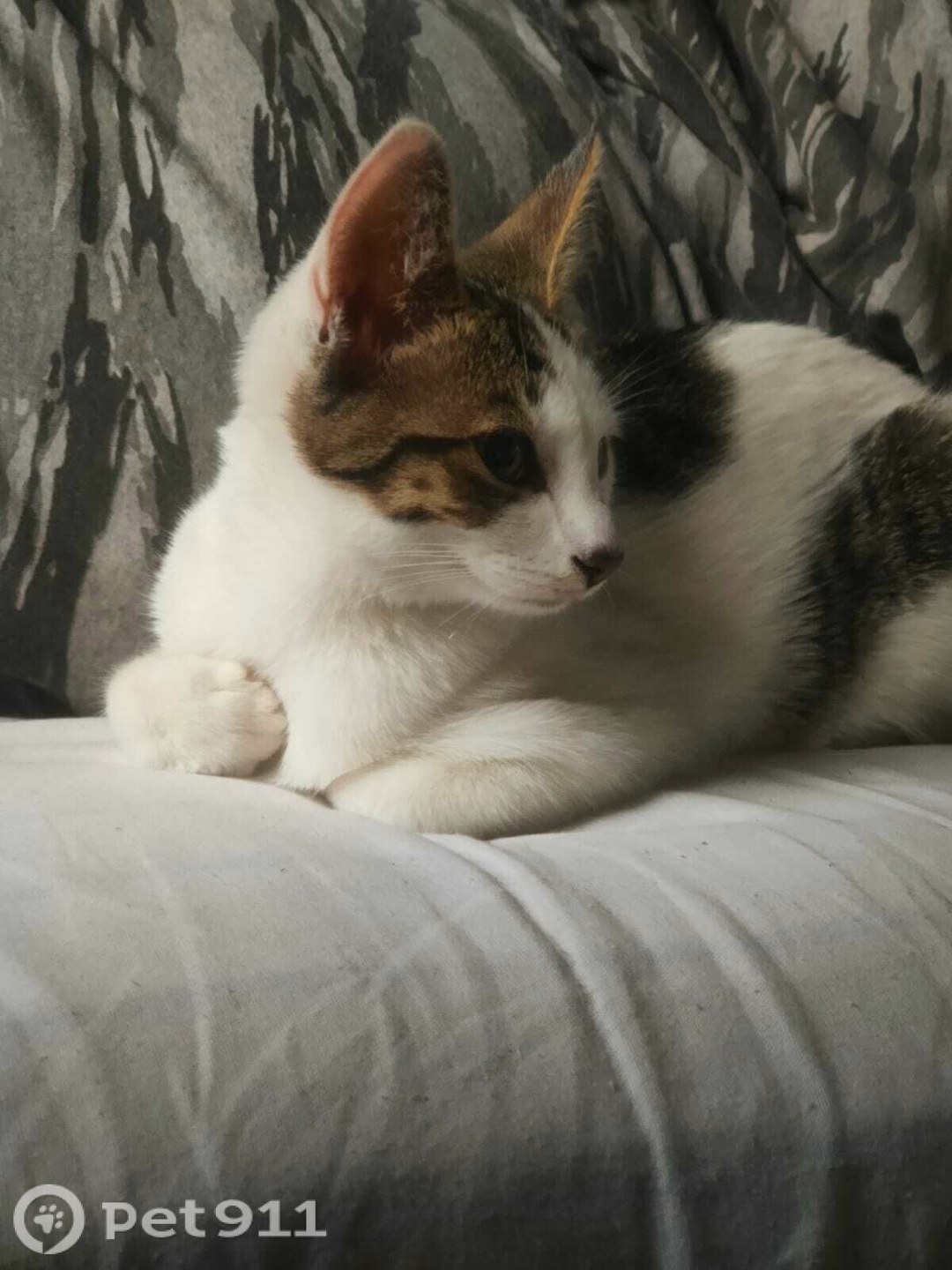 Пропала кошка в Мурманске — фото объявления