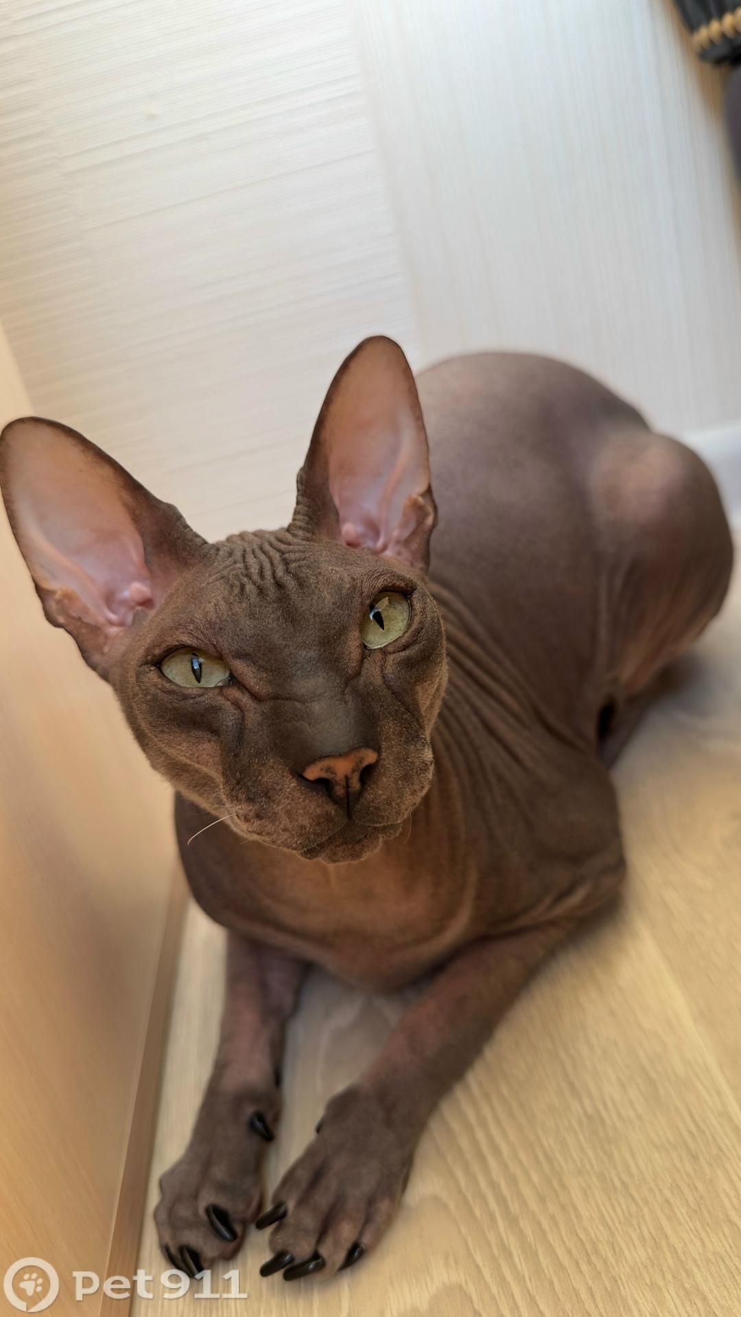 Пропала кошка в Мурманске — фото объявления