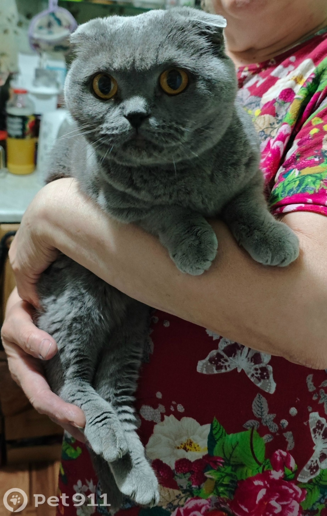 Найдена кошка в Мурманске — фото объявления