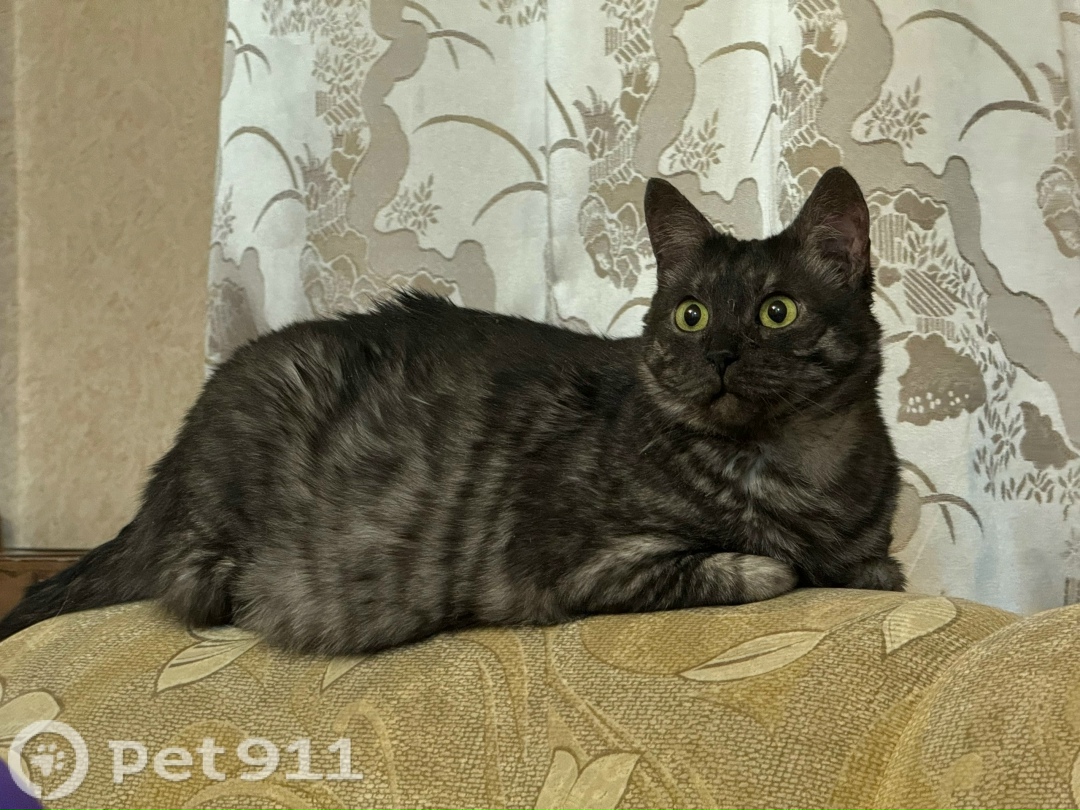 Пропала кошка в Мурманске — фото объявления