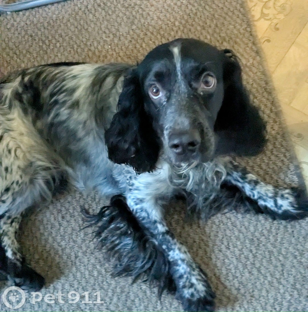 Найдена собака в Мурманске — фото объявления