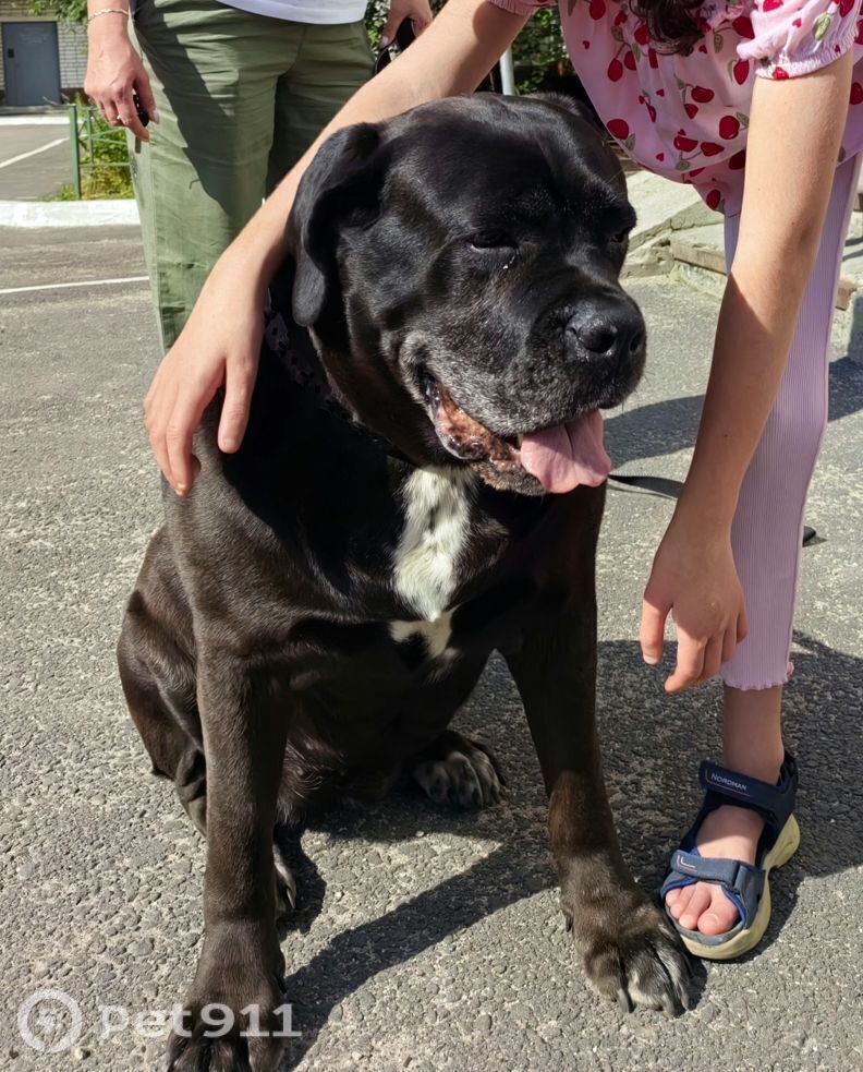 Пропала собака в Мурманске — фото объявления