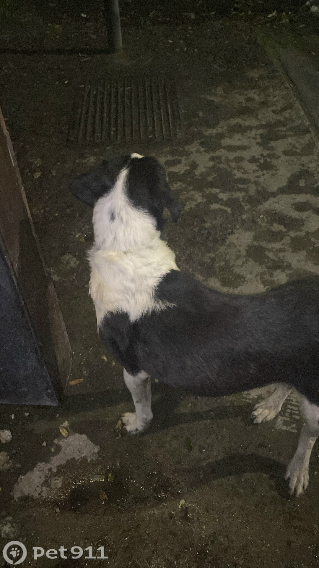 Найдена собака в Мурманске — фото объявления