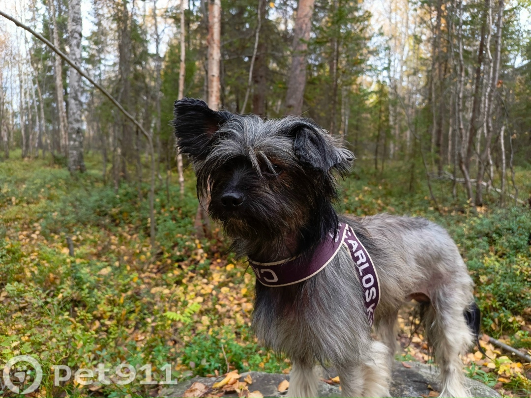 Найдена собака в Мурманске — фото объявления