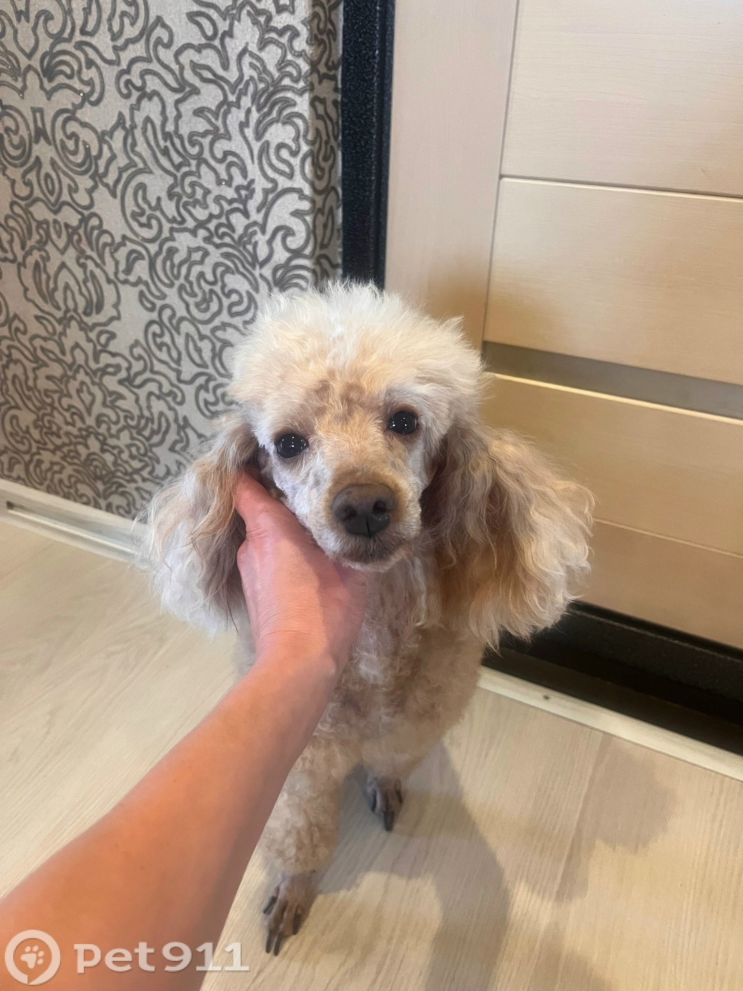 Пропала собака в Мурманске — фото объявления