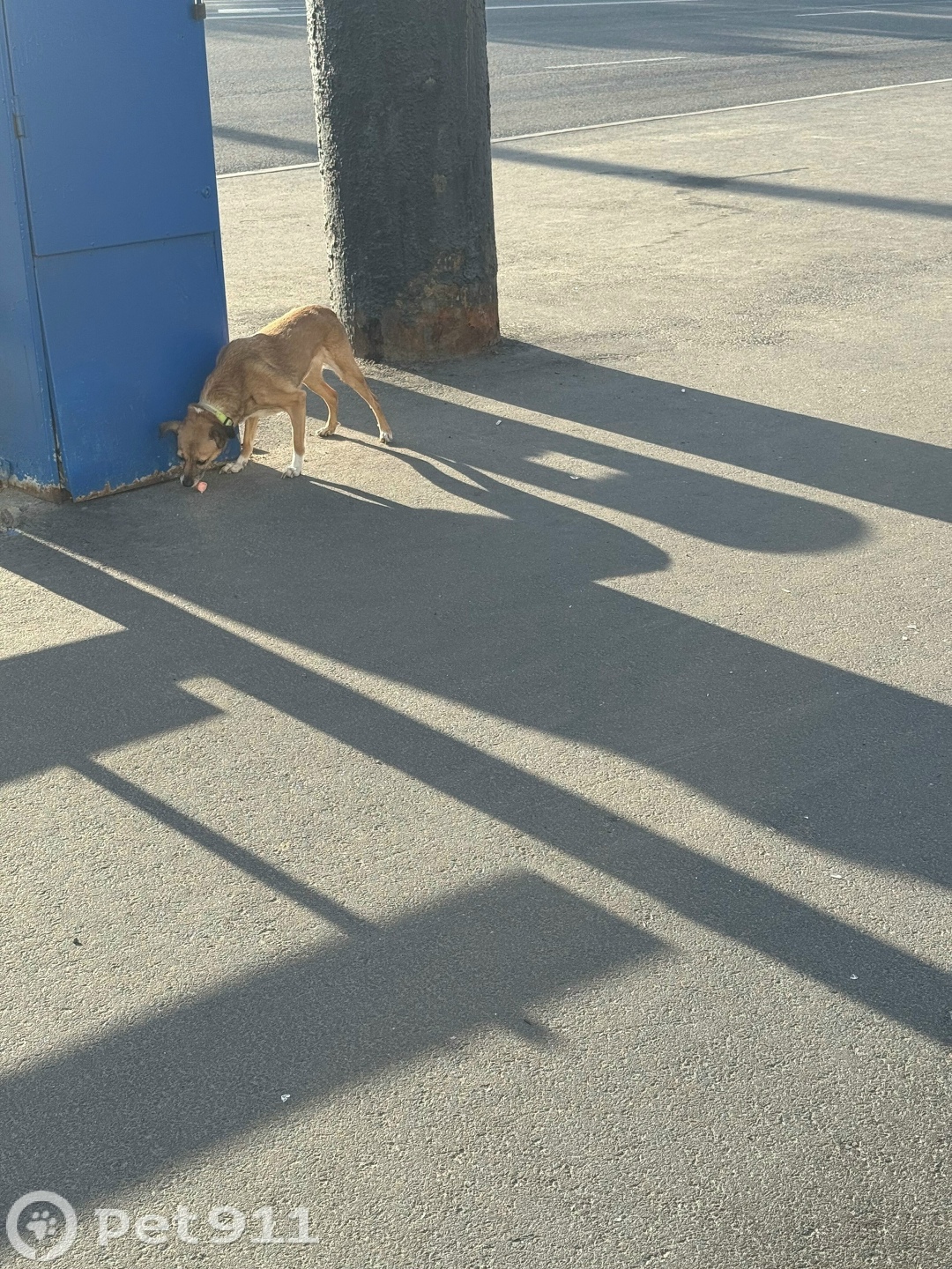 Найдена собака в Мурманске — фото объявления