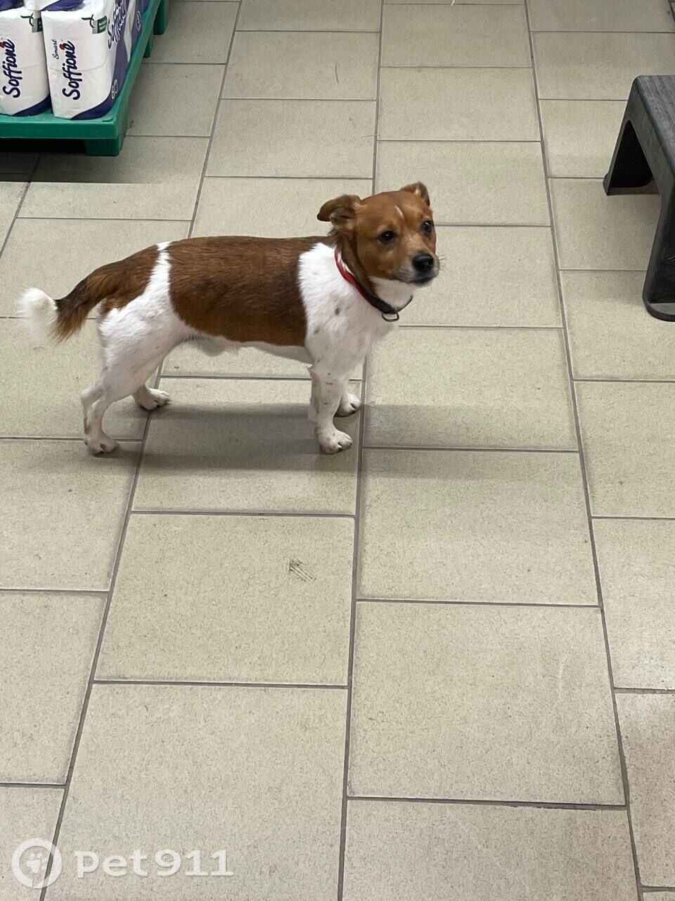 Найдена собака в Мурманске — фото объявления